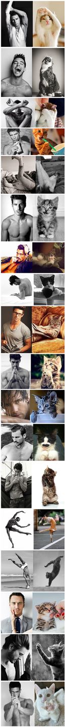 Słodkie koteczki udają przystojnych modeli 2