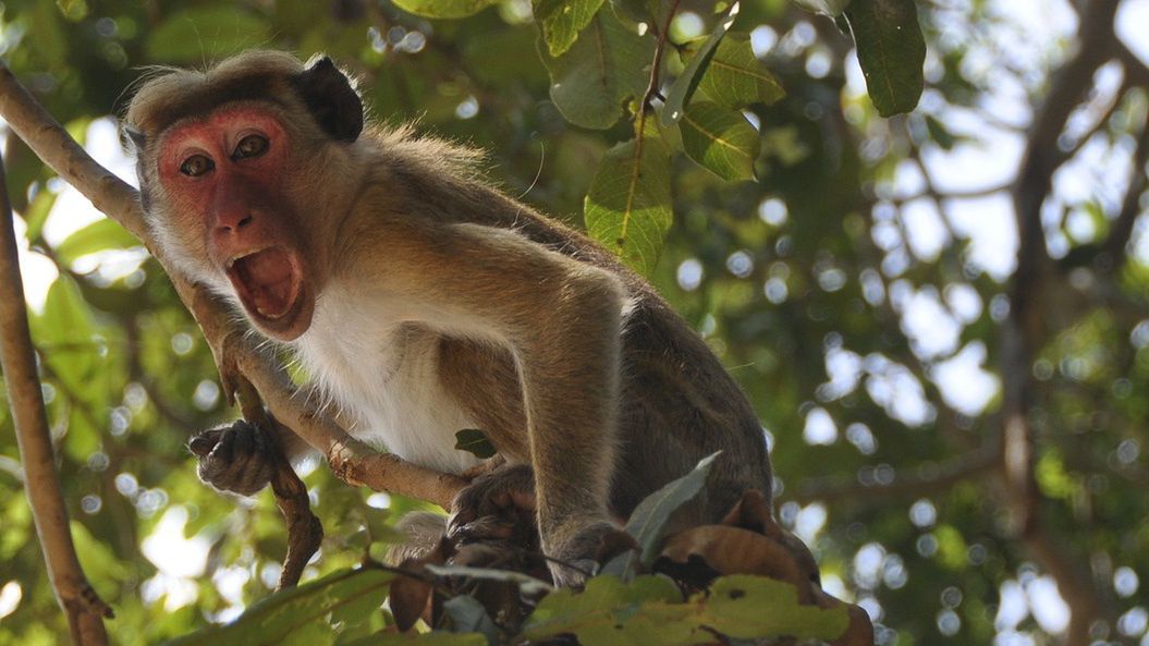 21-latka spędzała czas z przyjaciółmi, kiedy nagle zaatakowało ją kilka małp. 