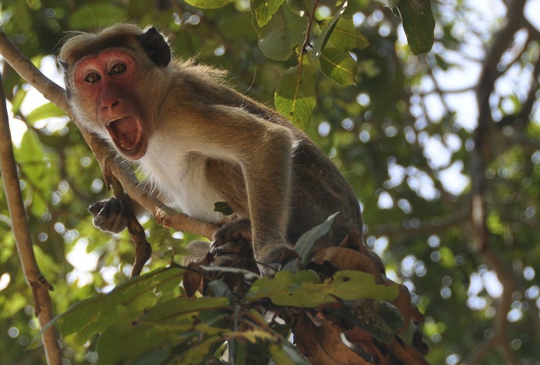 Atak rozwścieczonych małp. 21-latka nie żyje