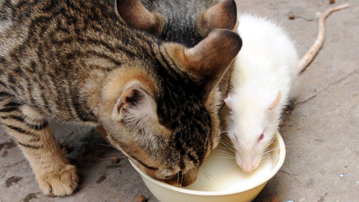 I właśnie przez takie koty ludzie nie mają później internetu