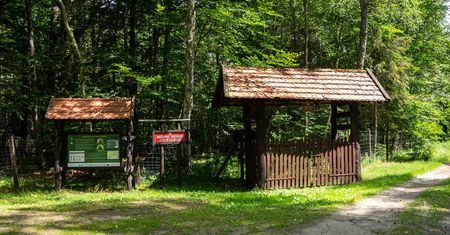 Rezerwat Cisów w Czarnem. Zielona perełka na mapie Pomorza