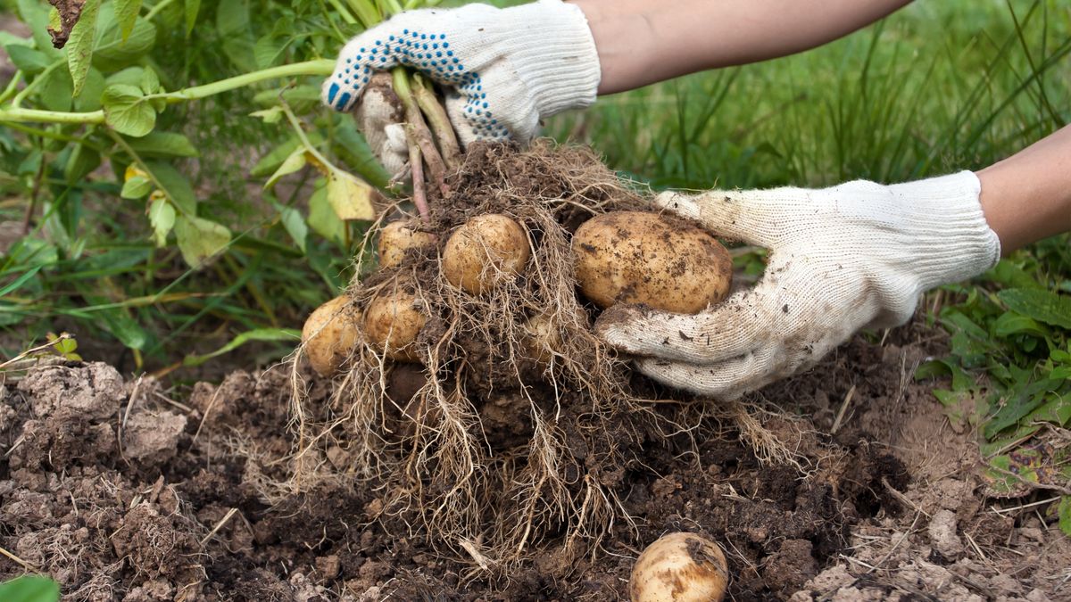 Ziemniaki to jedno z najpopularniejszych warzyw w naszym klimacie.