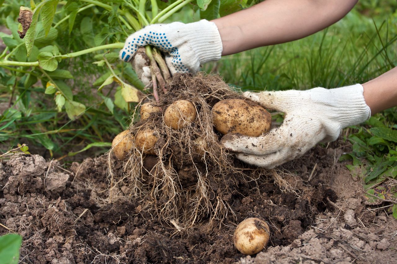 Potatoes: Maligned but nutrient-rich staples worth a second look