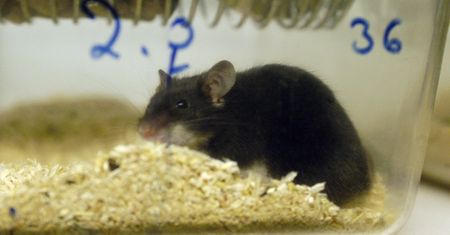 Przełomowe badania na amerykańskiej uczelni. Ludzkie komórki w mózgach myszy