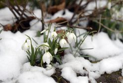 Pogoda. Zima nie powiedziała ostatniego słowa. Wróci