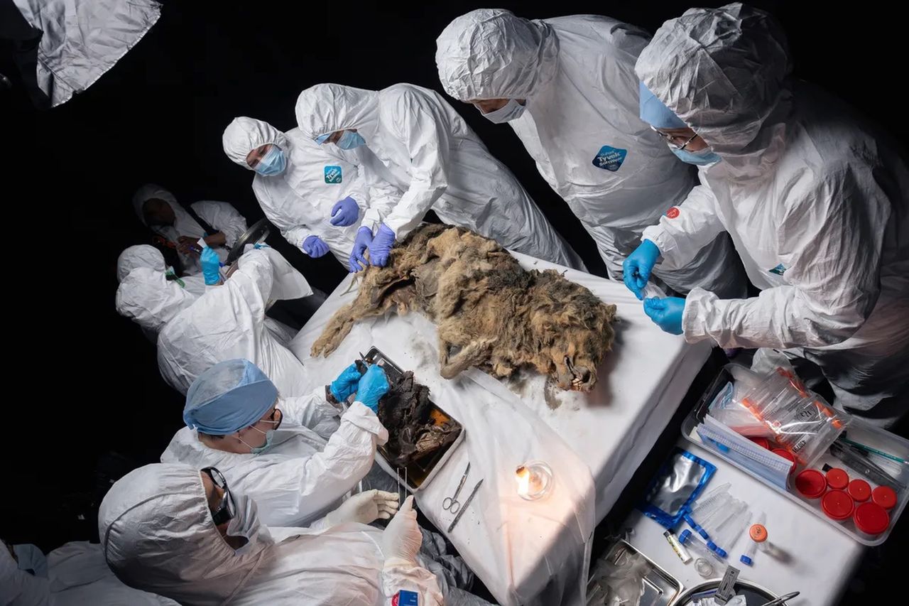 Wieczna zmarzlina odsłoniła ciało wilka sprzed 44 tys. lat. Może kryć żywe bakterie
