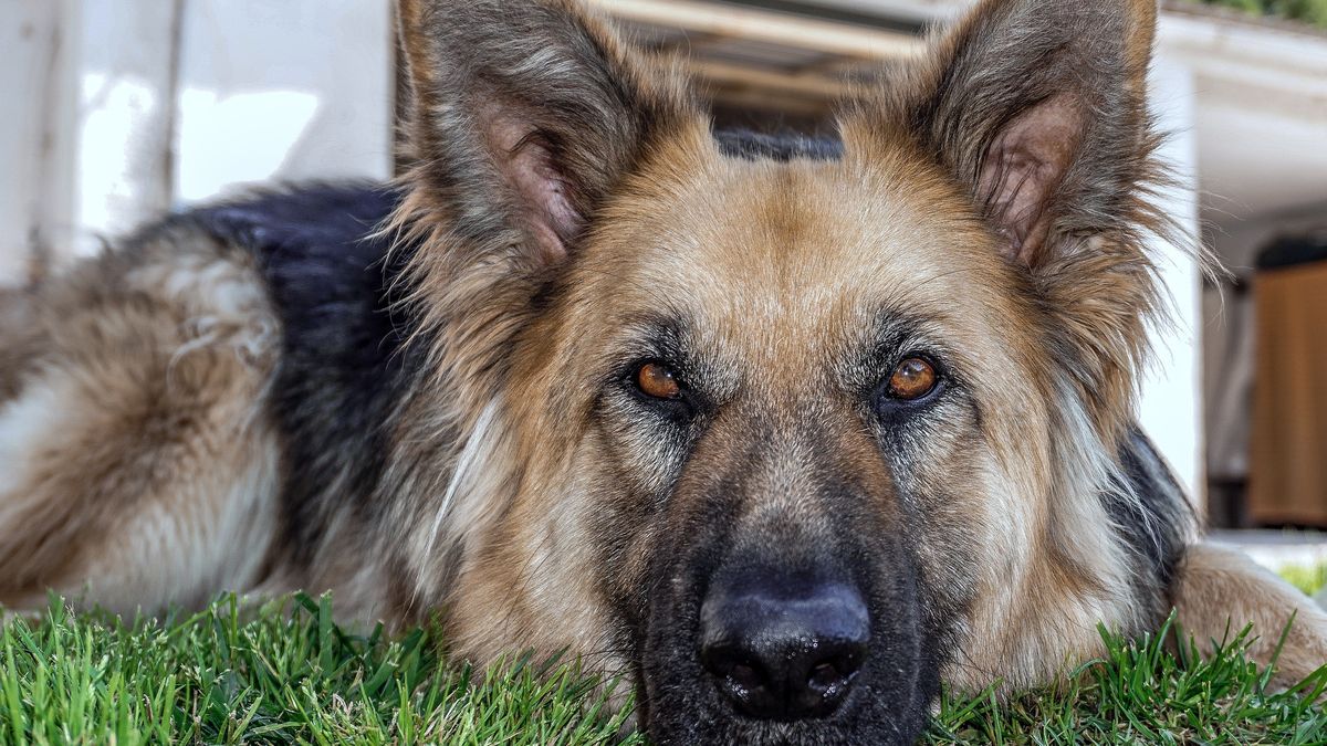Właścicielka owczarka została po raz kolejny. 
