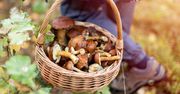 Grzyby już są! Koniec lipca przynosi pierwsze zbiory