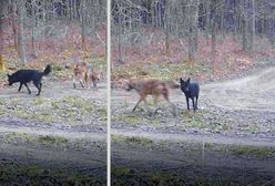 Hybryda na Warmii. Trwa obława