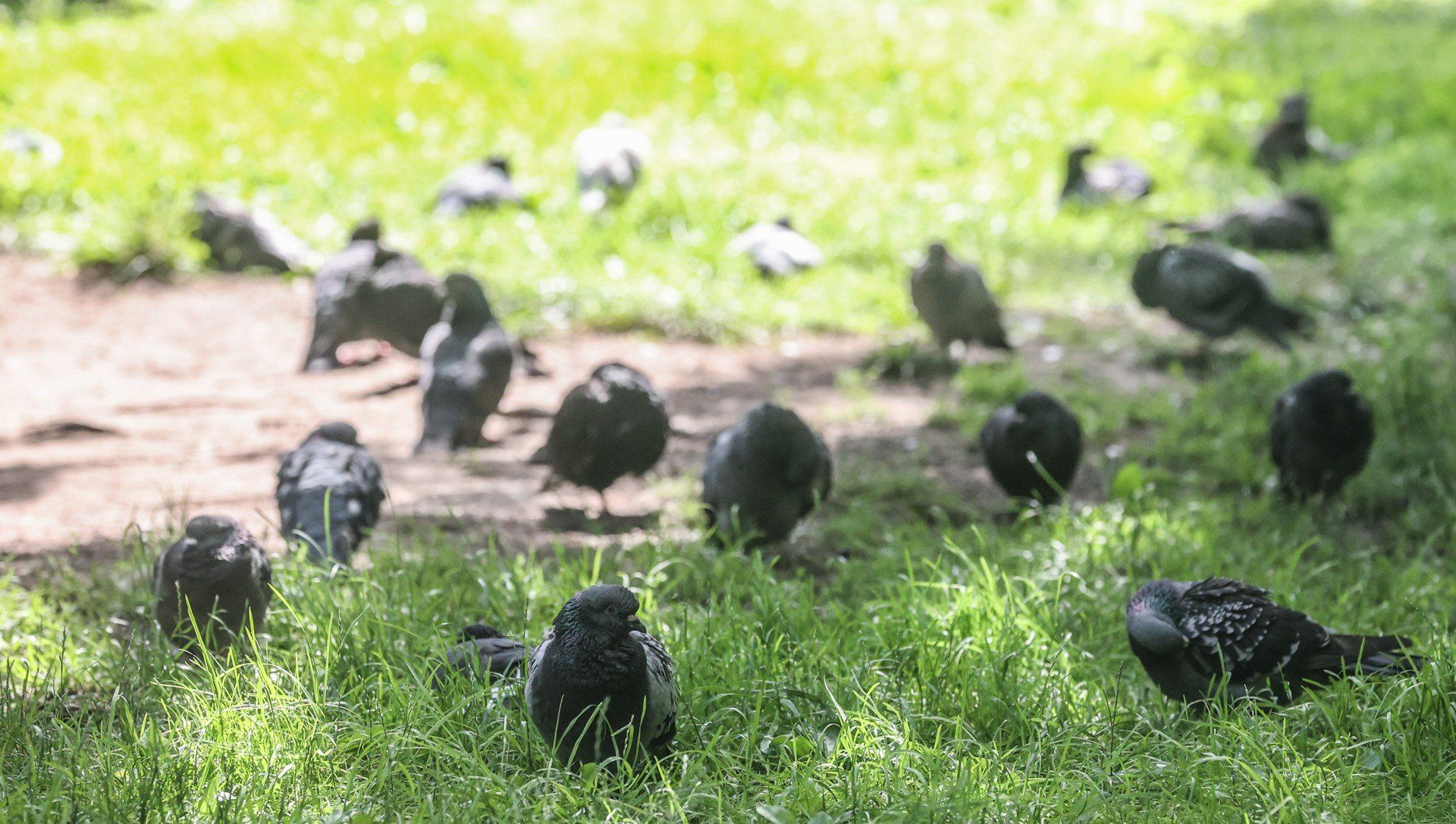 Mimo zakazów dokarmiania zwierząt wiele osób wyrzuca resztki żywności do parków lub na ulicę