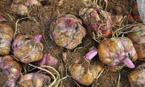 Posadź wokół domu. Węże, krety i nornice już się nie zbliżą