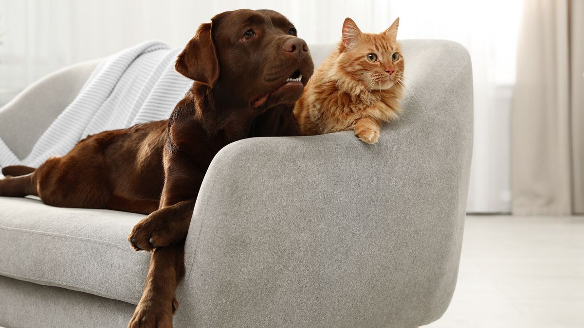 Cat and dog together on sofa indoors. 