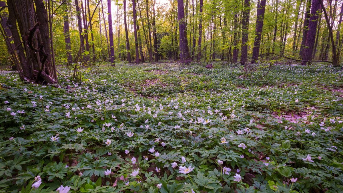 Wiosna w Kampinosie; zdj. poglądowe