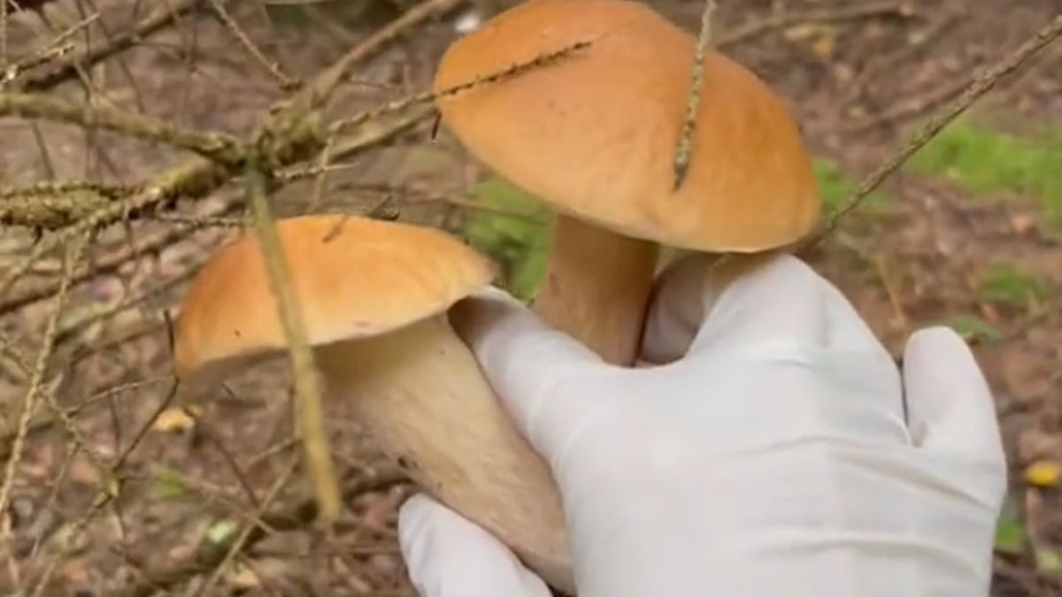 Grzybobranie w Danii.