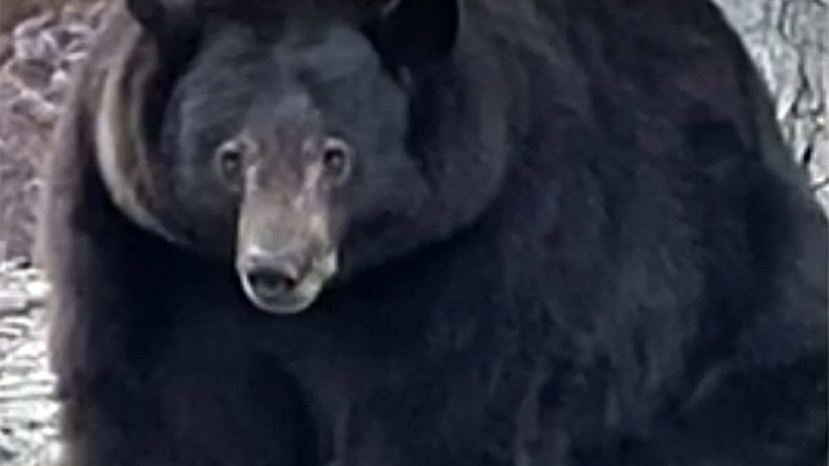 Niedźwiedź miał serynie włamywać się do domów w poszukiwaniu pożywienia