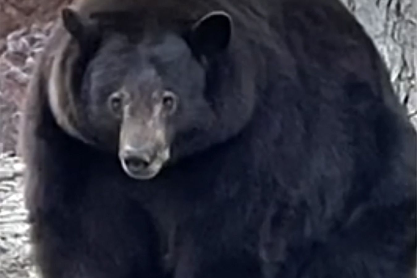 USA. "Gang" niedźwiedzi terroryzuje mieszkańców