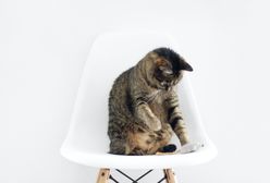 Co zrobić, żeby kot nie drapał mebli? Garść prostych porad
