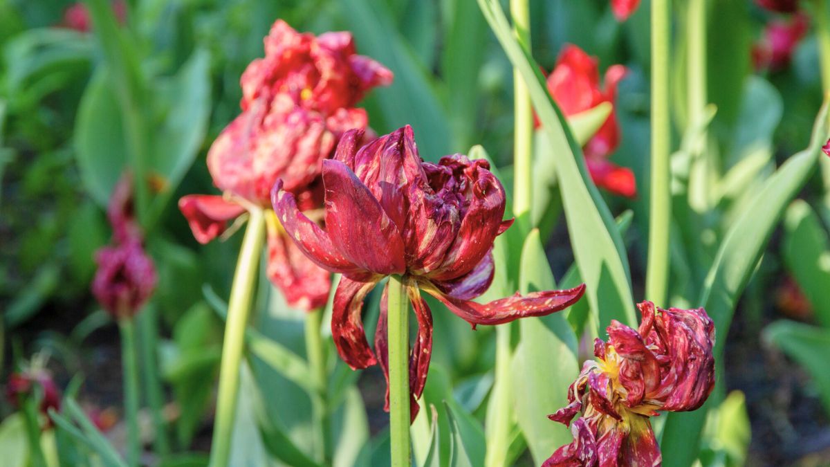 Przekwitające tulipany