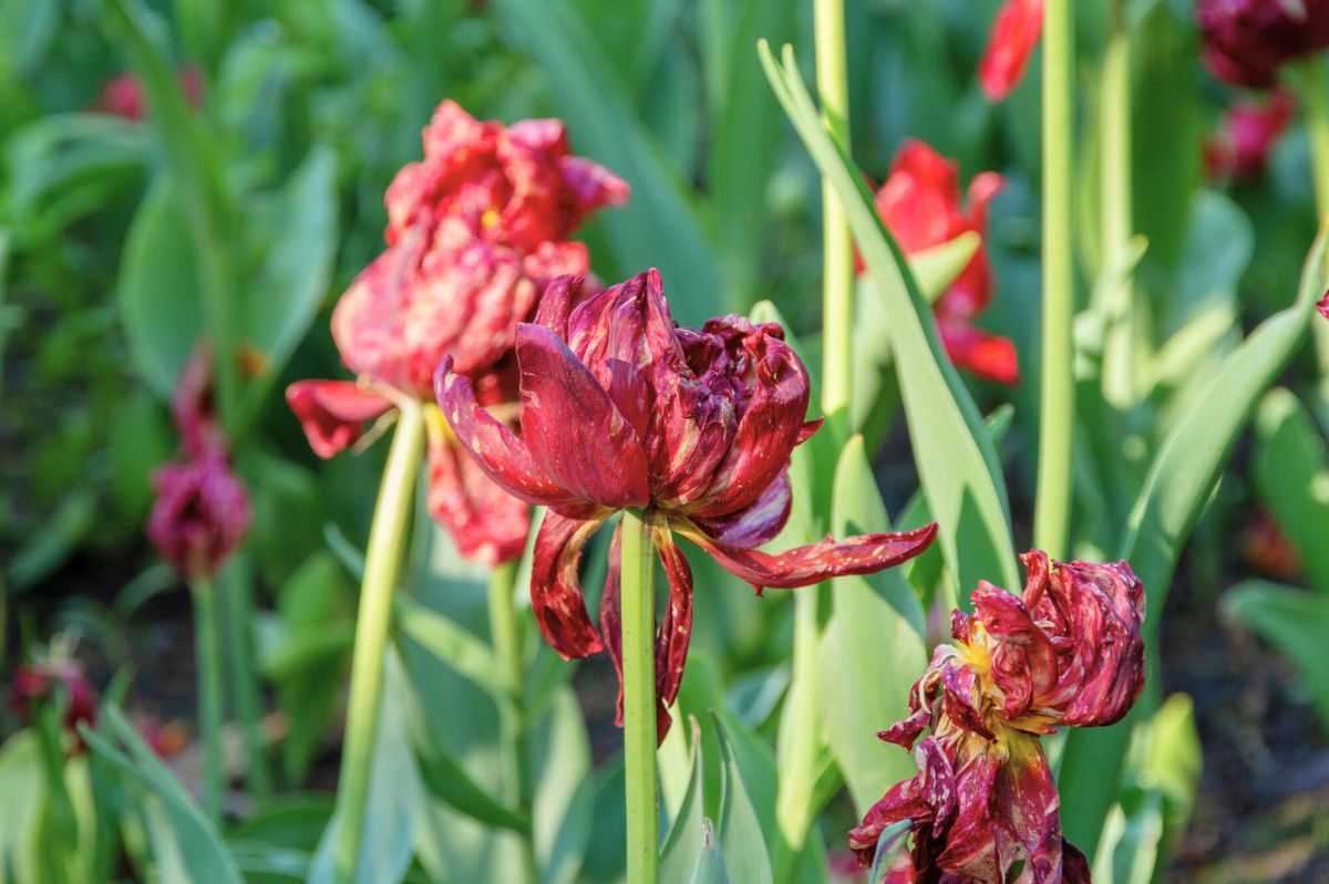 Przekwitające tulipany
