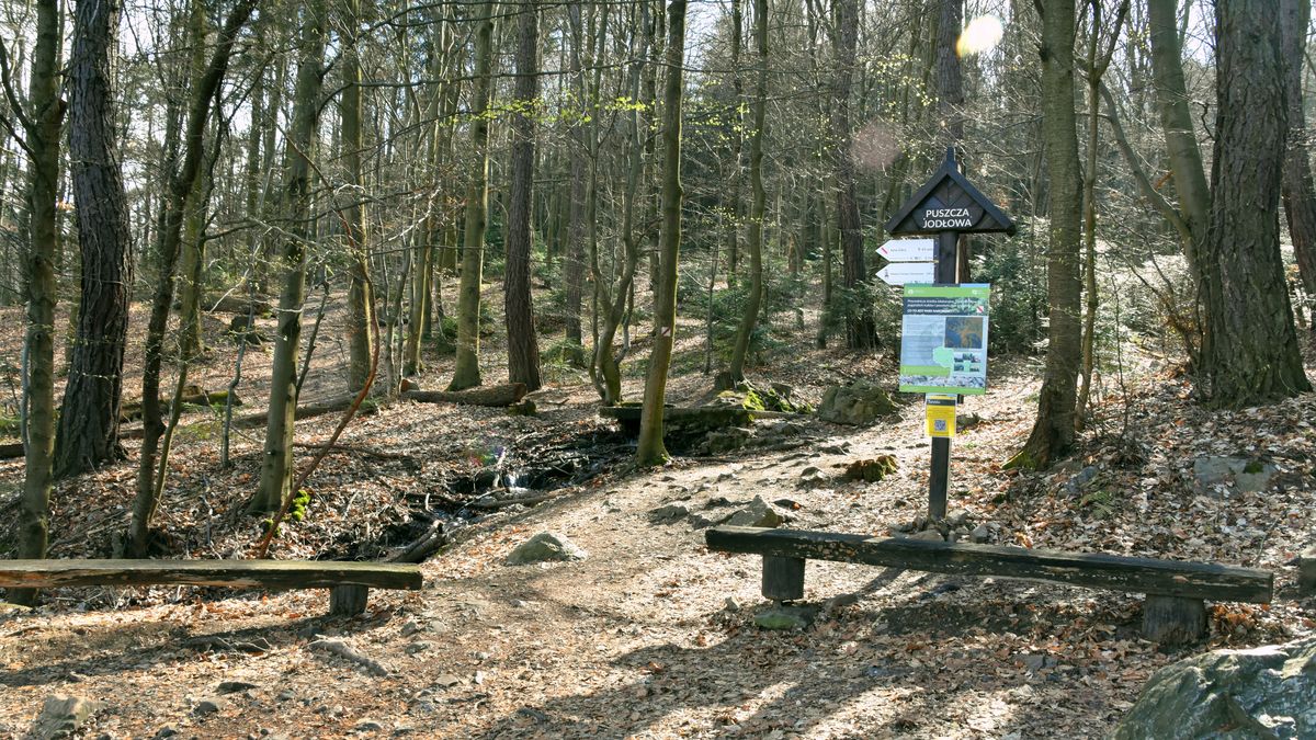 Na zdjęciu Świętokrzyski Park Narodowy. Szlak z Nowej Słupi na Łysą Górę
