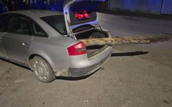 Drzewo w samochodzie i zderzenie. Tak skończyła się wyprawa na grzyby