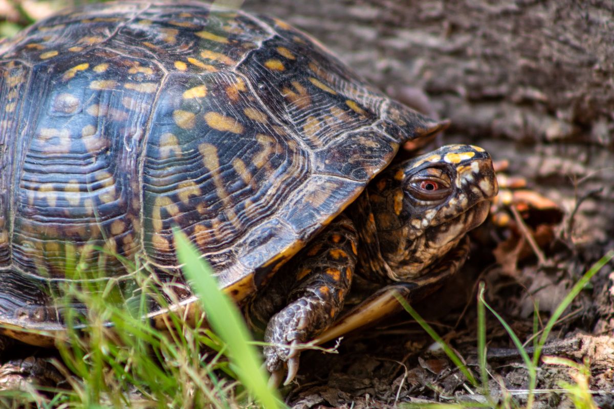 Wigierski Park Narodowy: Drapieżny żółw z Kalifornii złapany / foto ilustracyjne