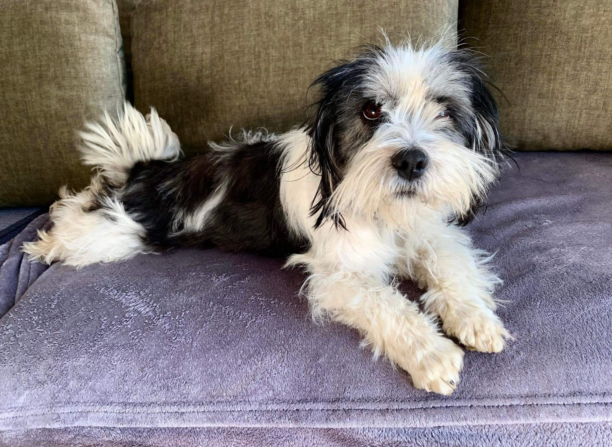 Właściciele Majki chcieli kupić shih-tzu