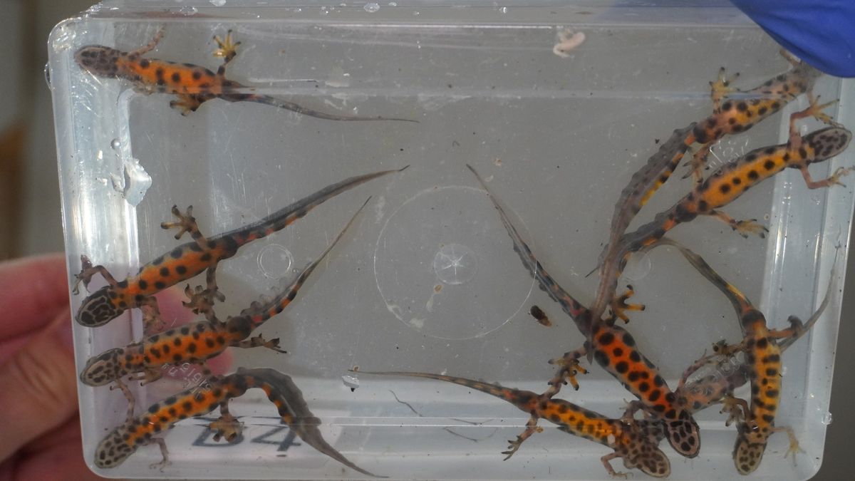 Liczenia traszek w Starym ZOO w Poznaniu