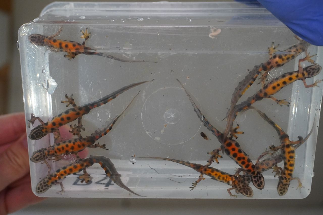 Zaskoczenie w Starym Zoo. Uciekły w PRL-u