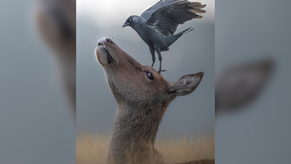 Fotograf ujął piękną scenkę. Ptak wylądował na głowie zdziwionego jelenia 1