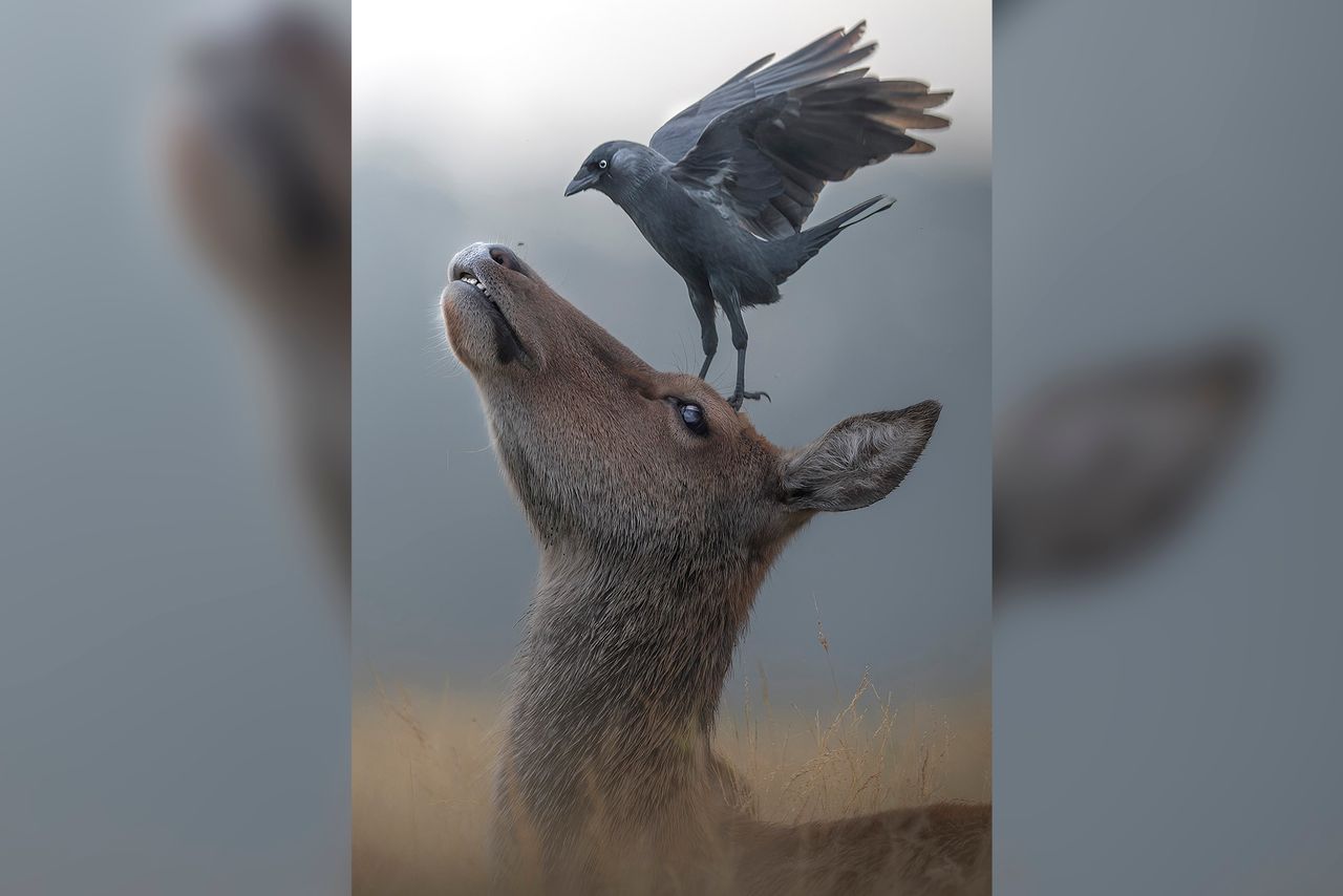 Fotograf ujął piękną scenkę. Ptak wylądował na głowie zdziwionego jelenia