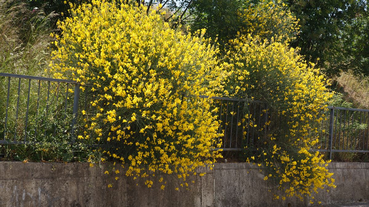 Kolcolist zachodni jest na liście roślin inwazyjnych