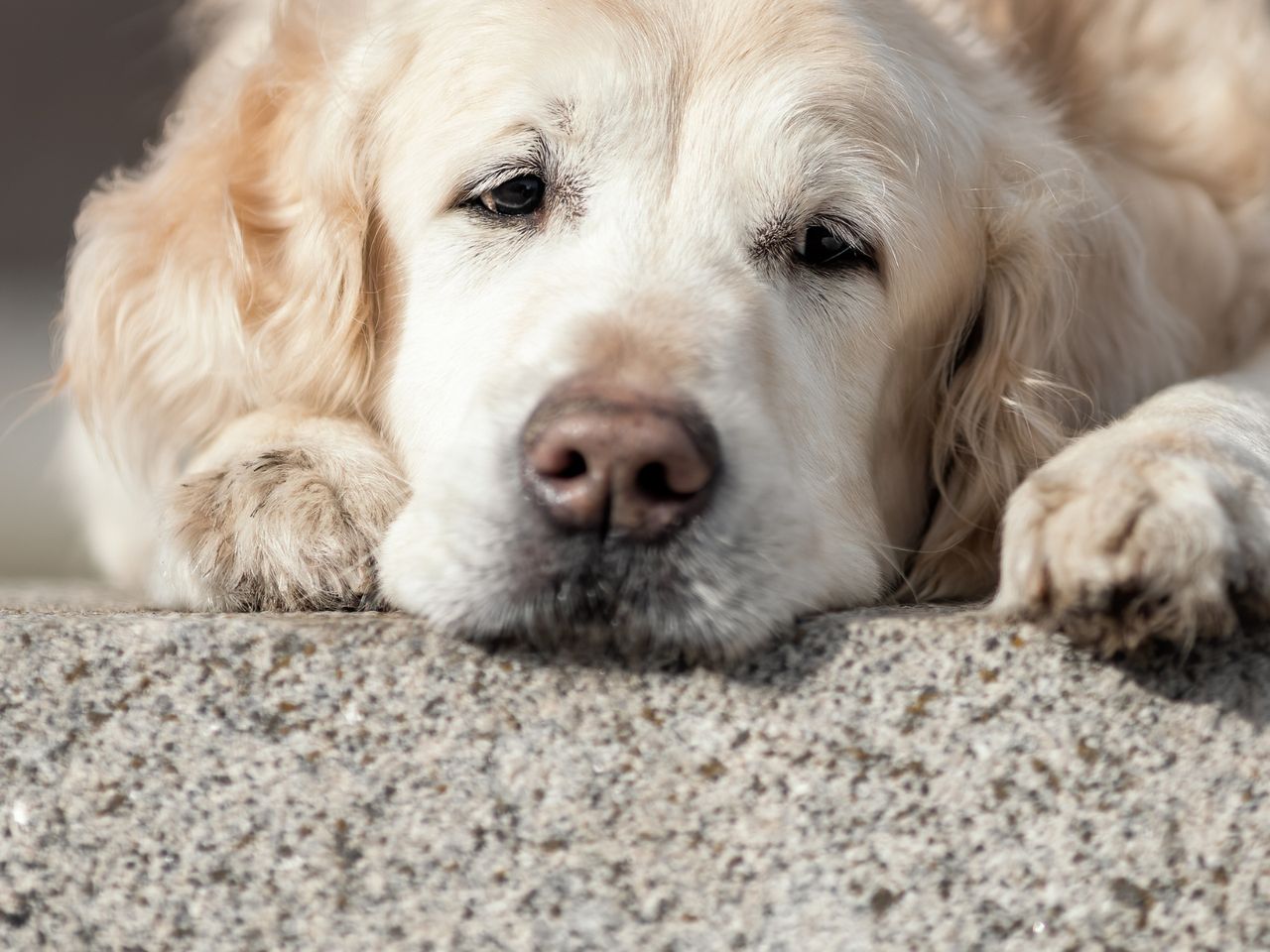 Golden retrivery nie lubią upałów