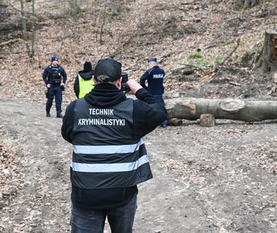 Pień przygniótł przedszkolaków. Jest komunikat Lasów Państwowych