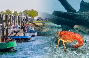 Niewyjaśniona katastrofa i niespodziewany zwrot. Homary znów w Skaldzie