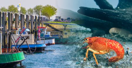 Niewyjaśniona katastrofa i niespodziewany zwrot. Homary znów w Skaldzie