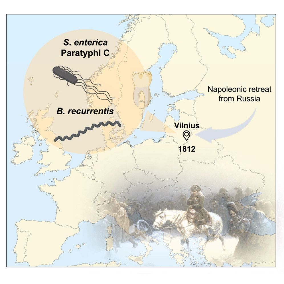 DNA ujawnia, co zabiło żołnierzy Napoleona podczas ich powrotu