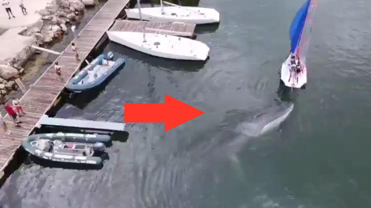 wieloryb wyprowadzony z portu