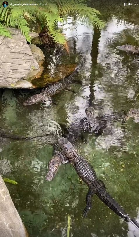 Żaneta Gortat z mężem Marcinem i córką karmią płaszczki w parku wodnym na Florydzie