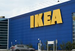 Protest w Ikei. Ekolodzy: 180-letnie drzewa idą pod nóż