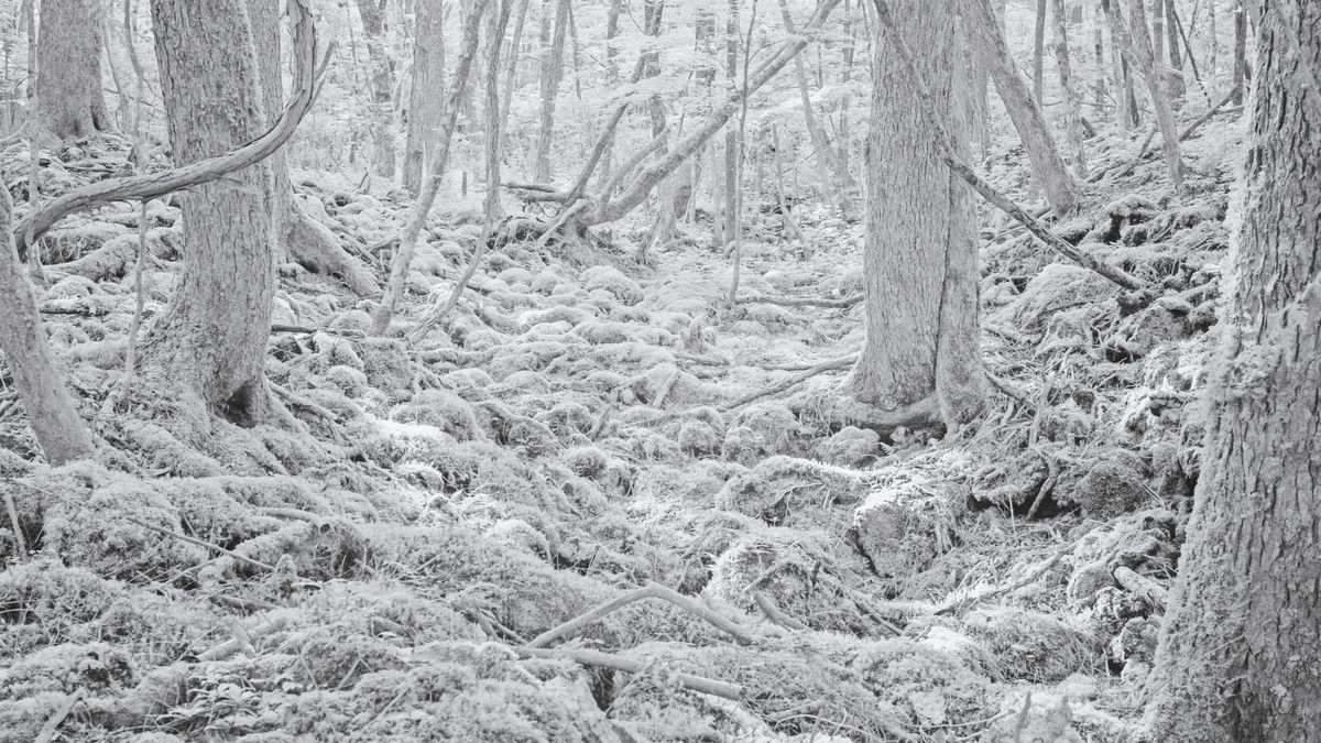 Tomasz Lazar opowiada o swojej podróży do Aokigahara - japońskiego lasu samobójców 1
