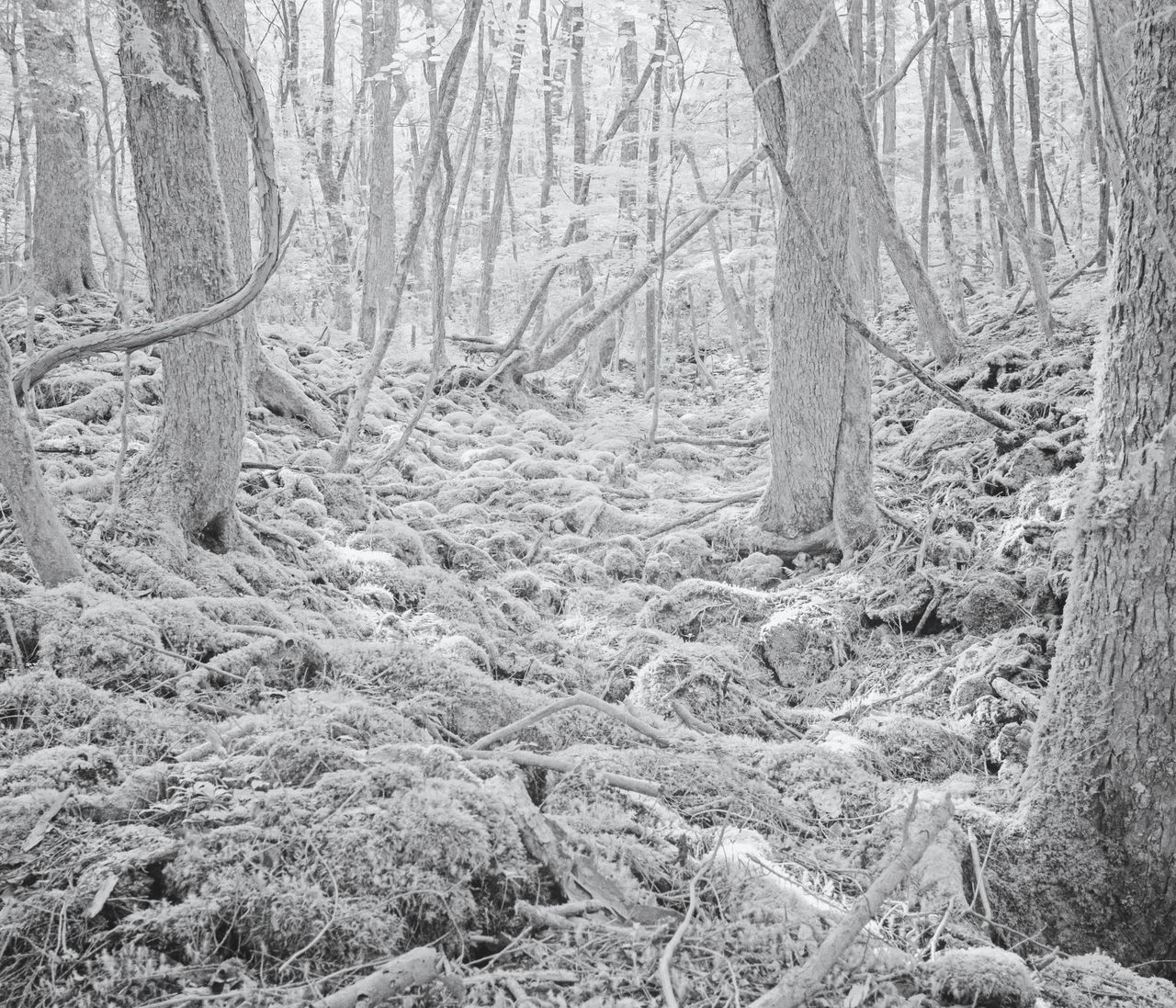 Tomasz Lazar opowiada o swojej podróży do Aokigahara - japońskiego lasu samobójców