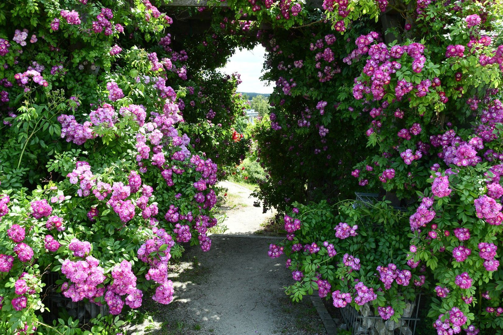 Czerwcowa wizyta w rosarium Ogrodu Botanicznego w Kielcach jest unikatową okazją do obejrzenia kilkudziesięciu tysięcy kwiatów róż w jednym miejscu. 