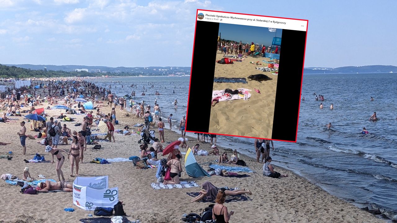 Wideo z foką w Gdańsku. Sunęła między plażowiczami