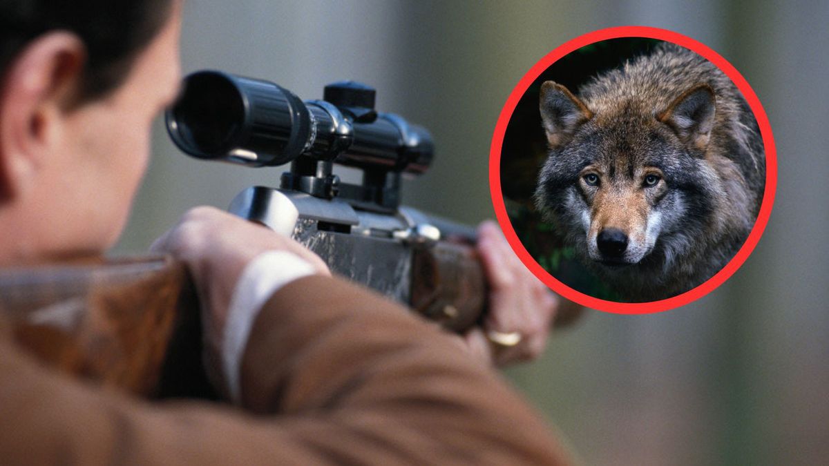 KE chce odstrzału wilków? W środę ważne posiedzenie