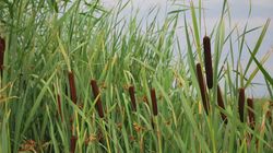 Tatarak - wygląd, właściwości, działanie i zastosowanie