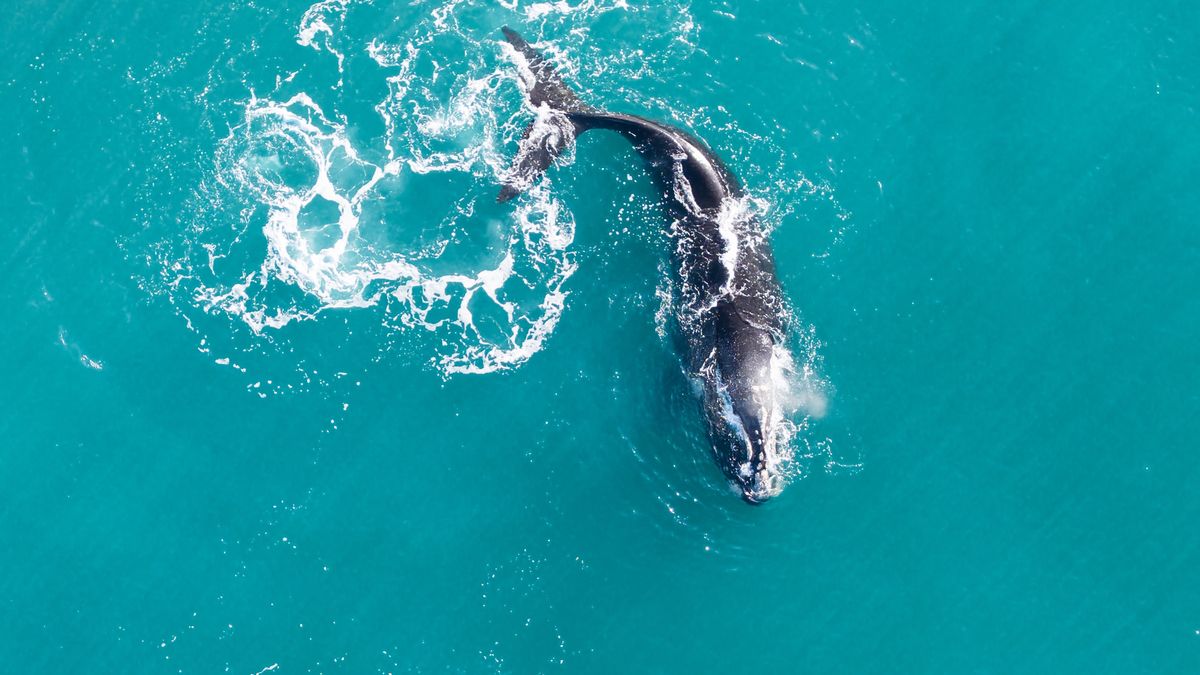 Scientific observation highlights return of endangered whales in Argentina
COMODORO RIVADAVIA, ARGENTINA - JULY 13: An aerial view of a whale swimming near the shoreline in the San Jorge Gulf in Comodoro Rivadavia, Chubut Province, Argentina, on July 13, 2026. The gulf's nutrient-rich waters, abundant in krill, copepods and small fish, have led to an increasing number of sightings of Southern right whales, sei whales and, more recently, blue whales, with researchers describing their return as a significant sign of ecological recovery following decades of commercial whaling. (Photo by Martin Levicoy/Anadolu via Getty Images)
Anadolu
patagonia, san jorge gulf cetacean project, marine research, whale research, endangered, patagonian coast, san jorge gulf, scientific expedition