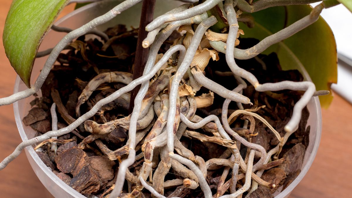 Woda utleniona to ratunek dla storczyka