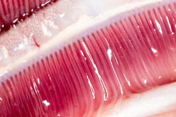 Zapomniana polska ryba, a niedługo zaczyna się sezon. Żyje tylko w czystych i dobrze natlenionych wodach