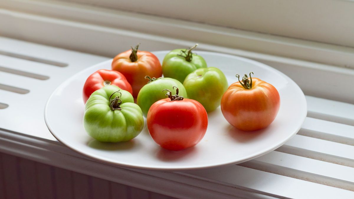 Tak zielone pomidory dojrzeją w domu 